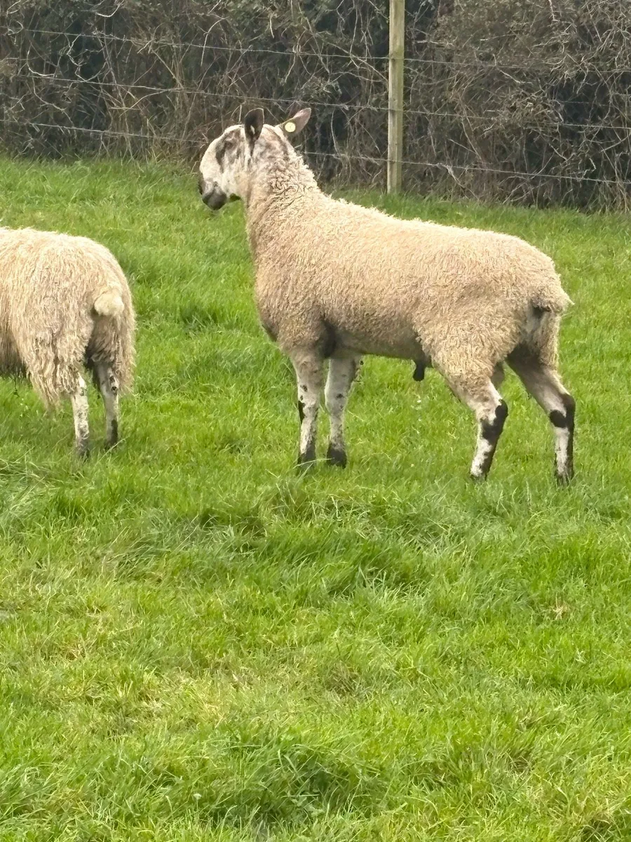 Rams - Image 4