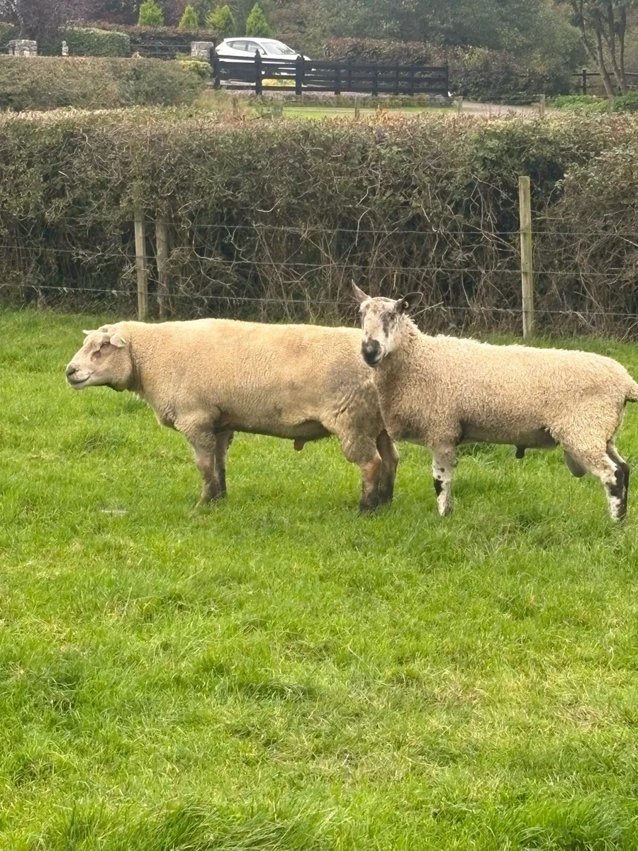 Rams - Image 2