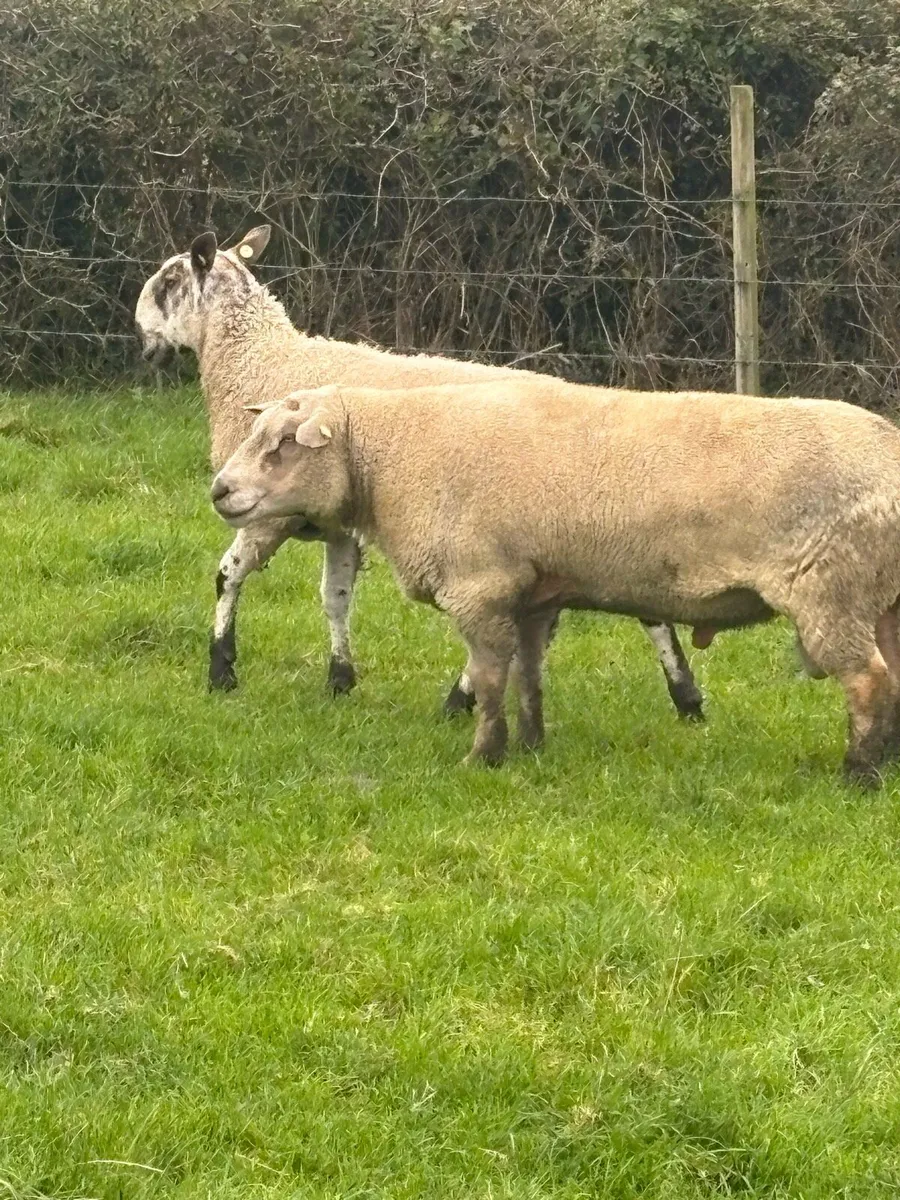 Rams - Image 3