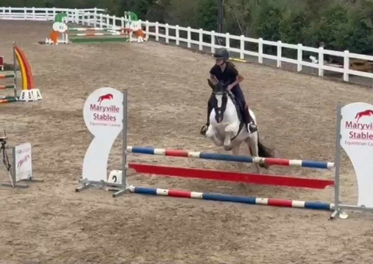 Dove 14.1 XC fun pony - Image 1