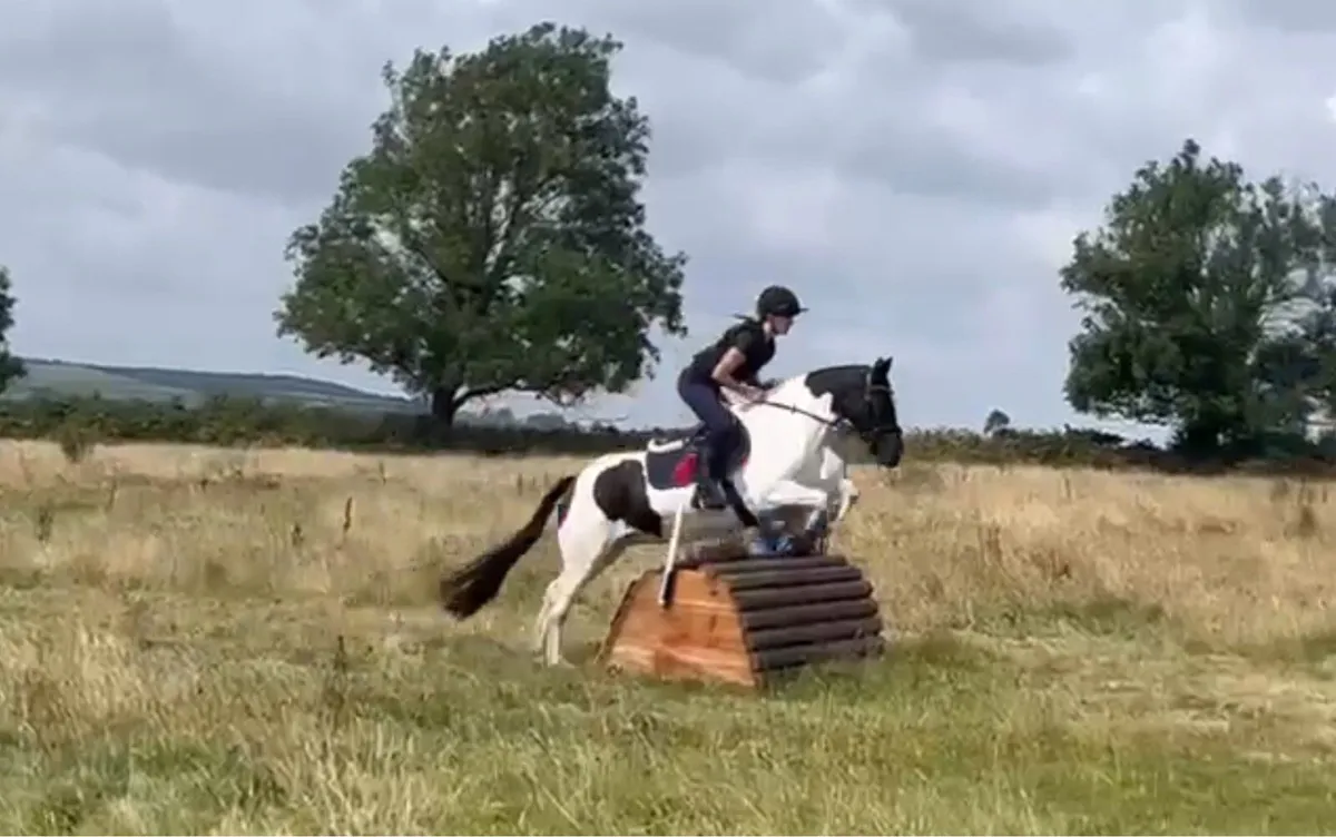 Dove 14.1 XC fun pony - Image 2