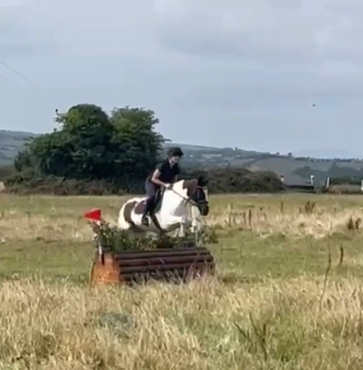 Dove 14.1 XC fun pony - Image 3