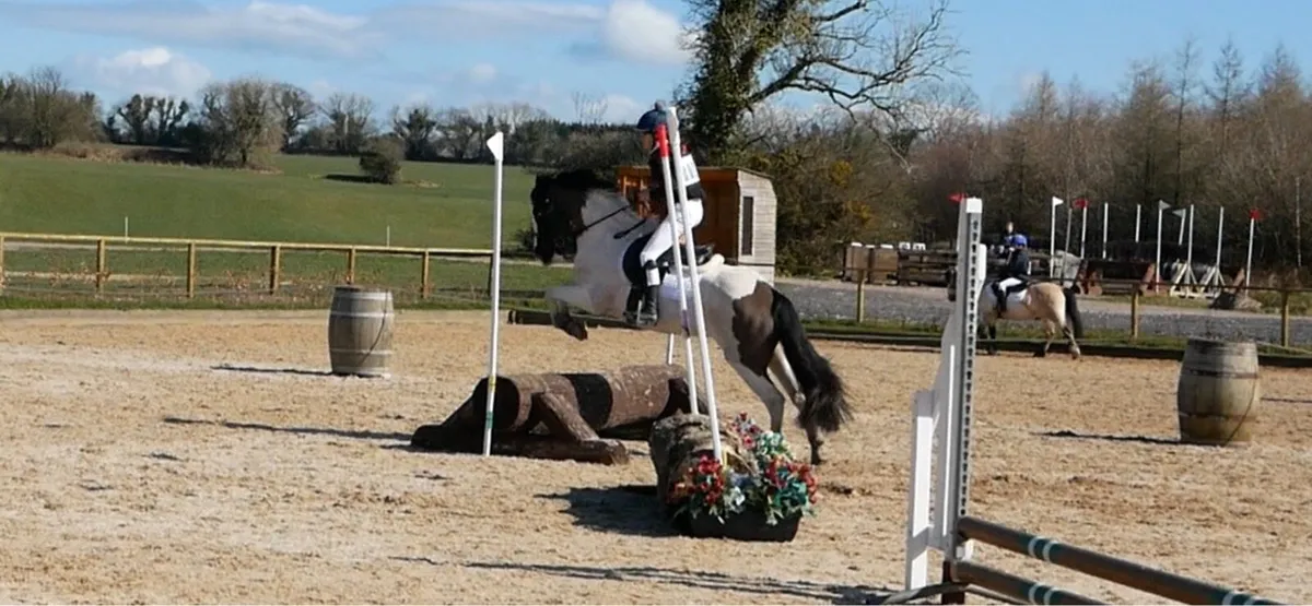 Dove 14.1 XC fun pony - Image 4