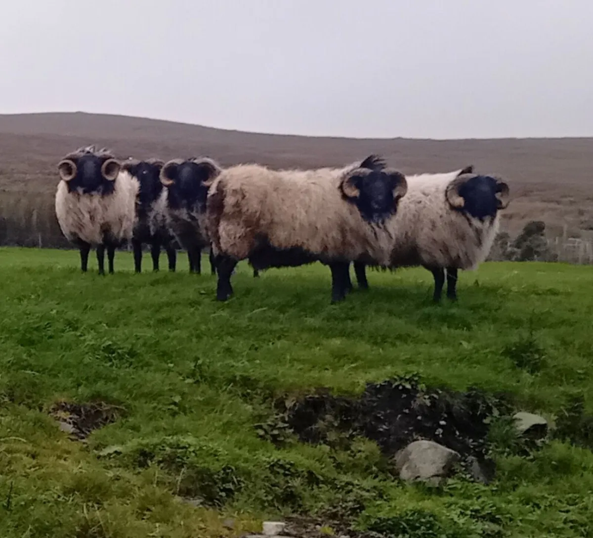Blackface Mayo Mountain hogget rams - Image 1