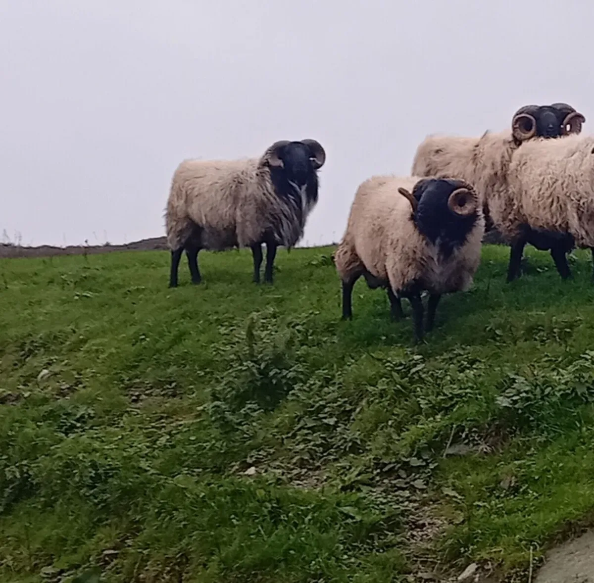 Blackface Mayo Mountain hogget rams - Image 2