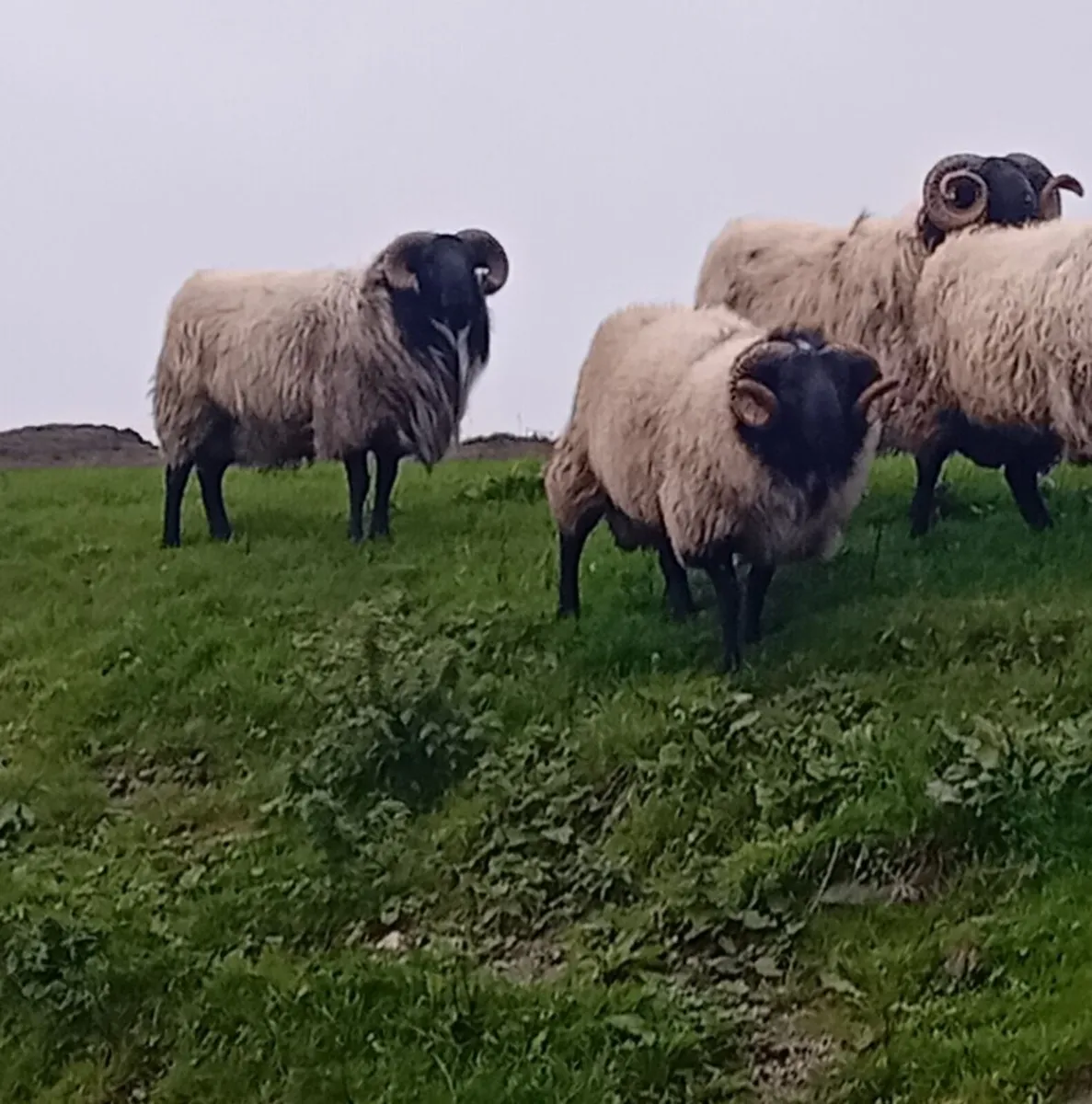 Blackface Mayo Mountain hogget rams - Image 4