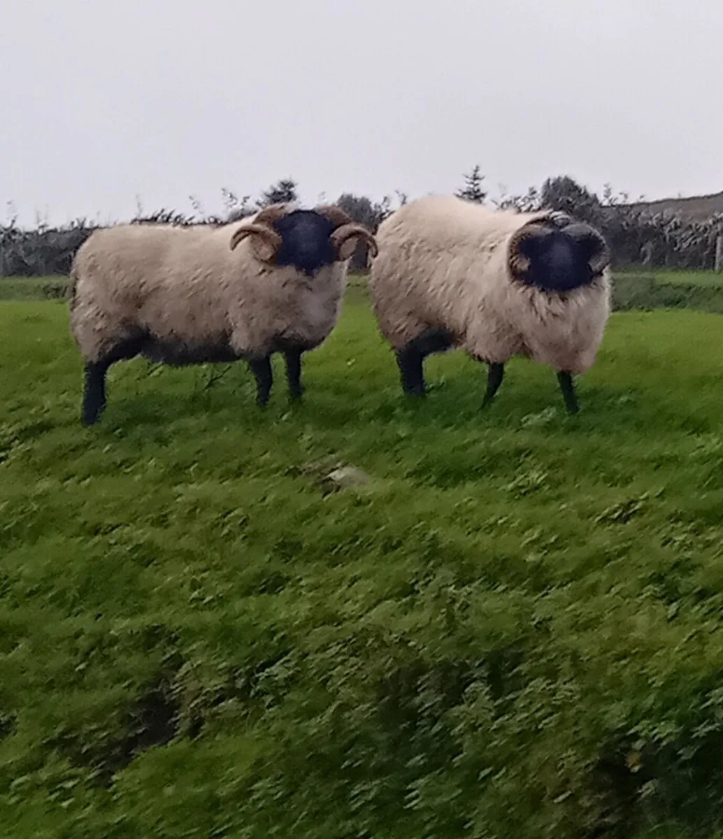 Blackface Mayo Mountain hogget rams - Image 3
