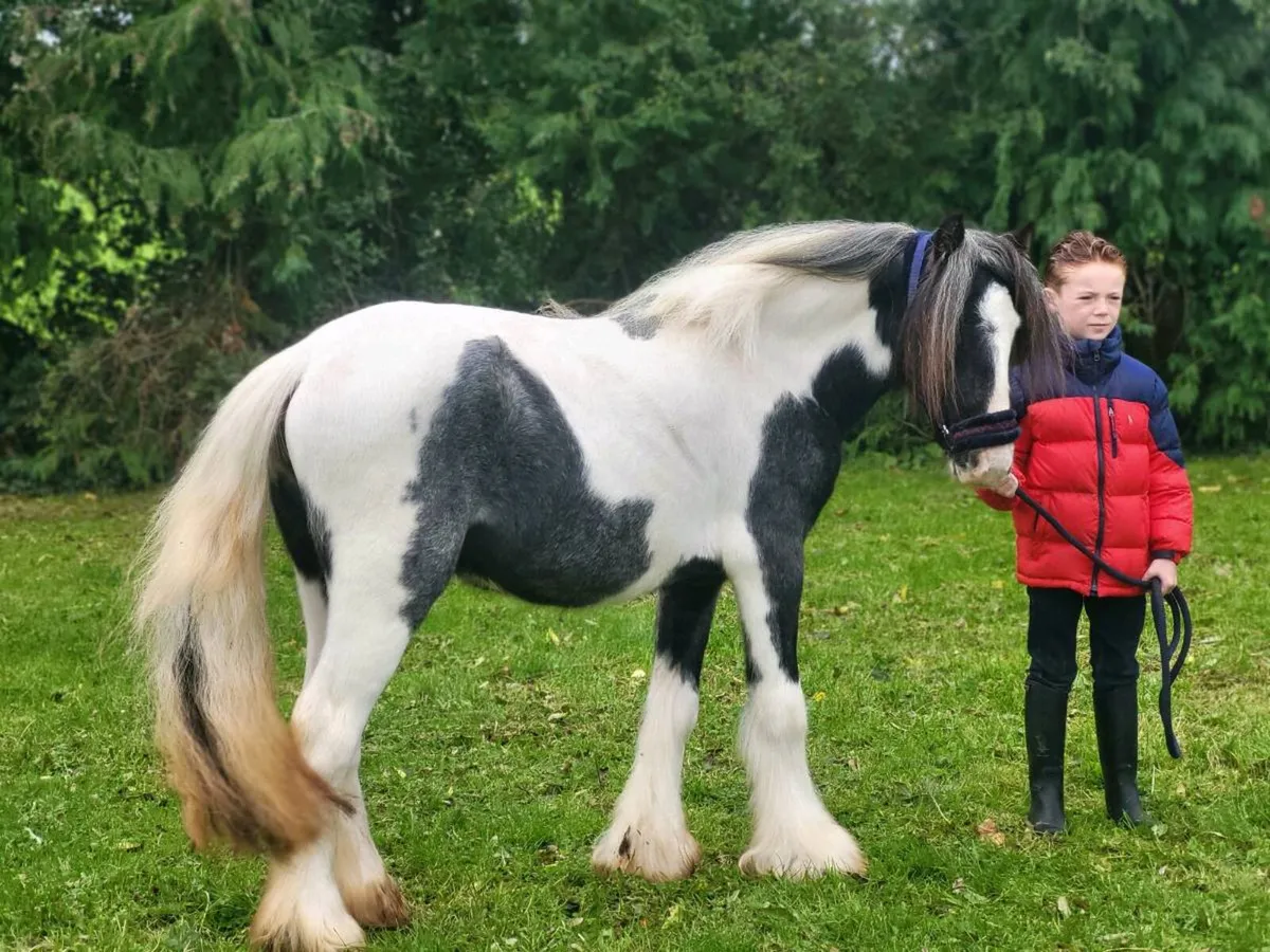 Filly - Image 1