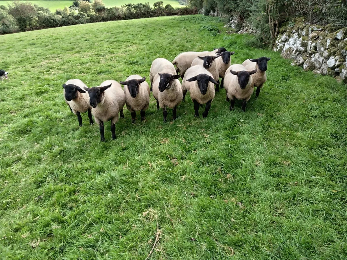 Rams lambs for sale - Image 1