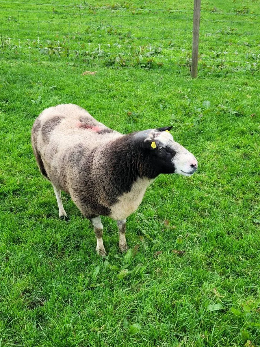Spotted Dutch ram - Image 2