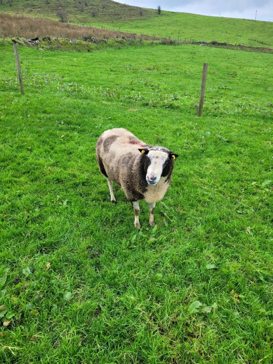 Spotted Dutch ram - Image 3