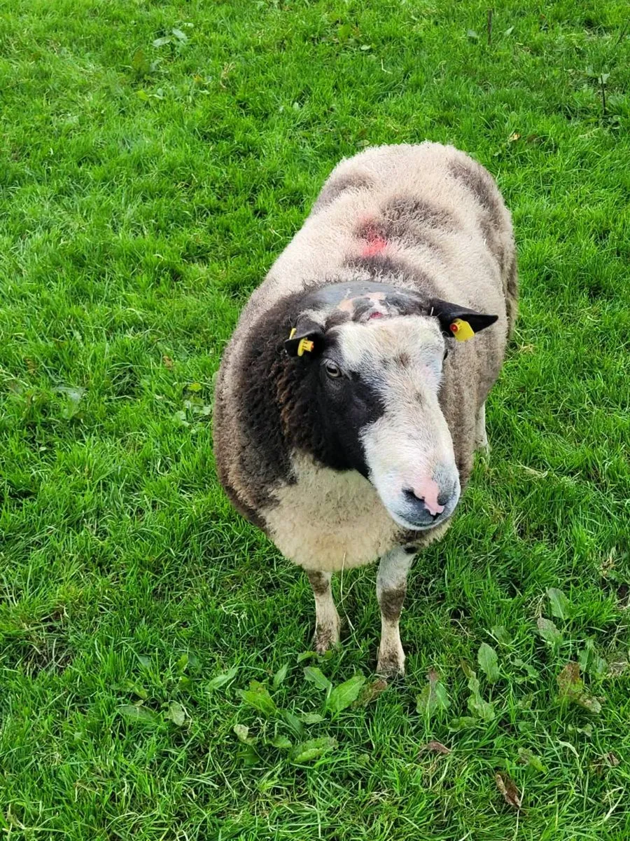 Spotted Dutch ram - Image 1