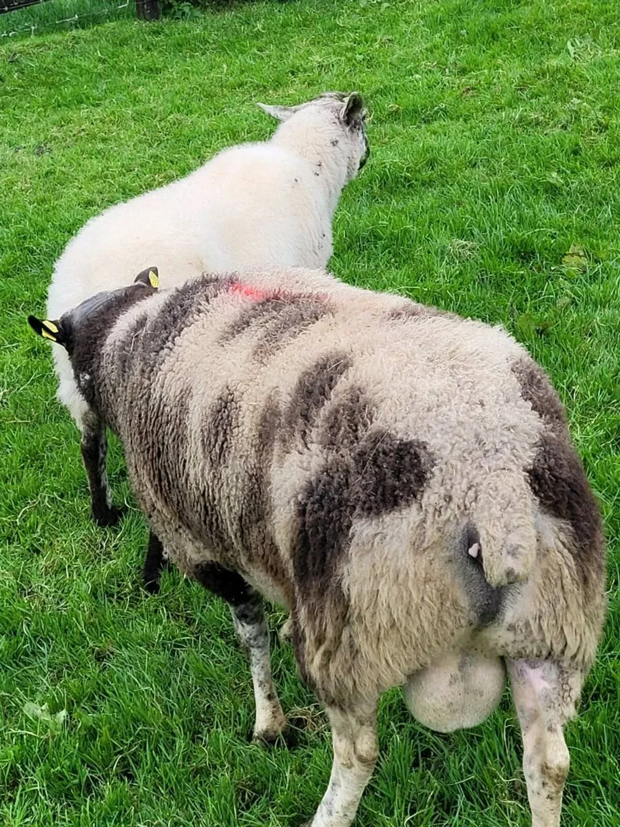 Spotted Dutch ram - Image 4