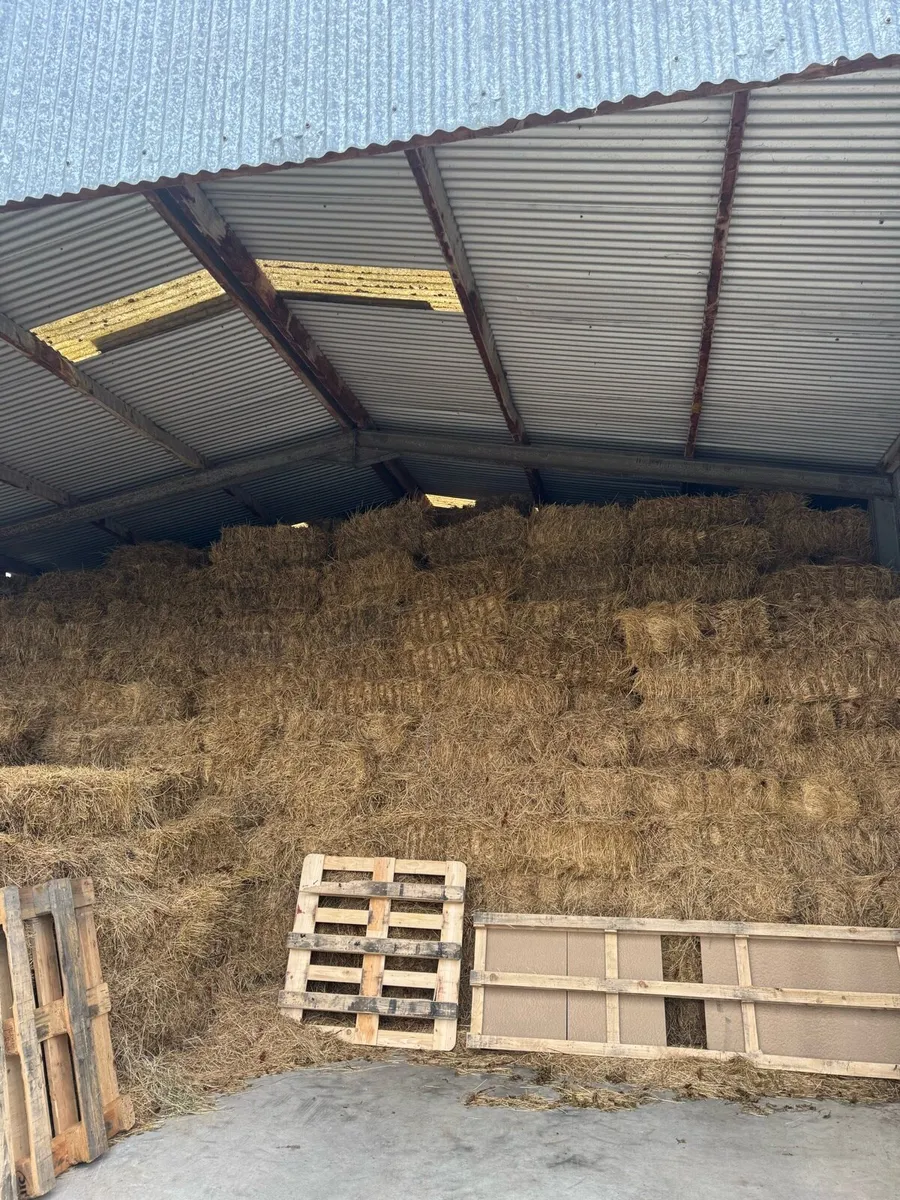 Organic Hay small square bales - Image 1