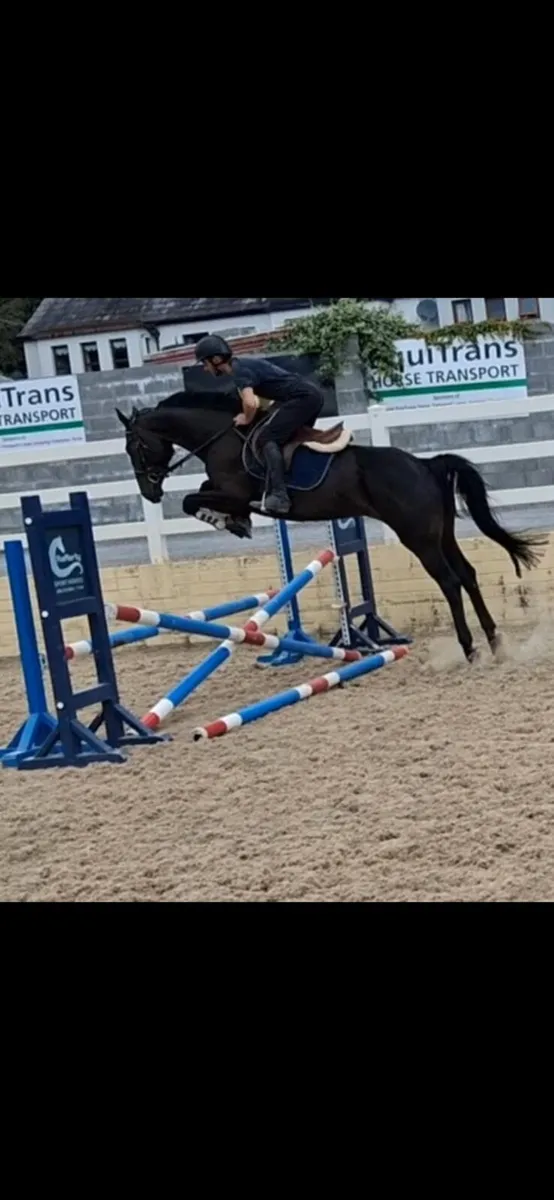 Sports horse - Image 1