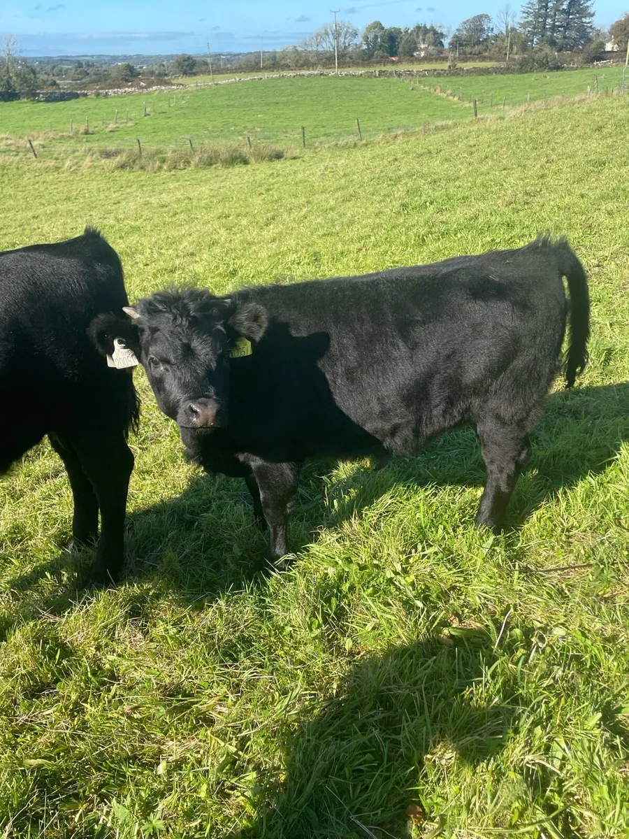 Dexter calves - Image 2