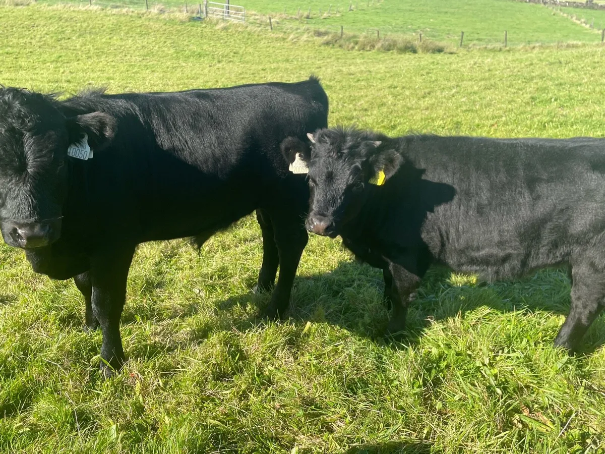 Dexter calves - Image 3