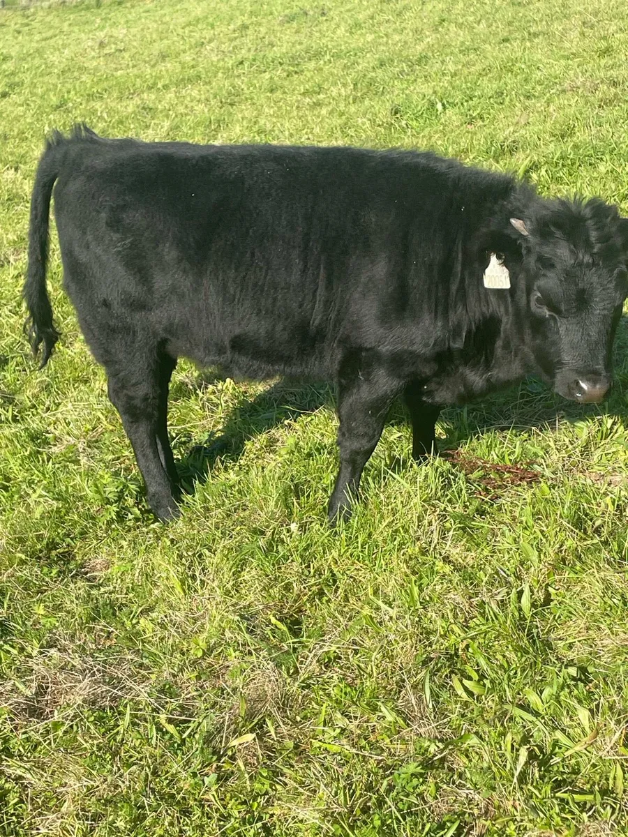 Dexter calves - Image 1