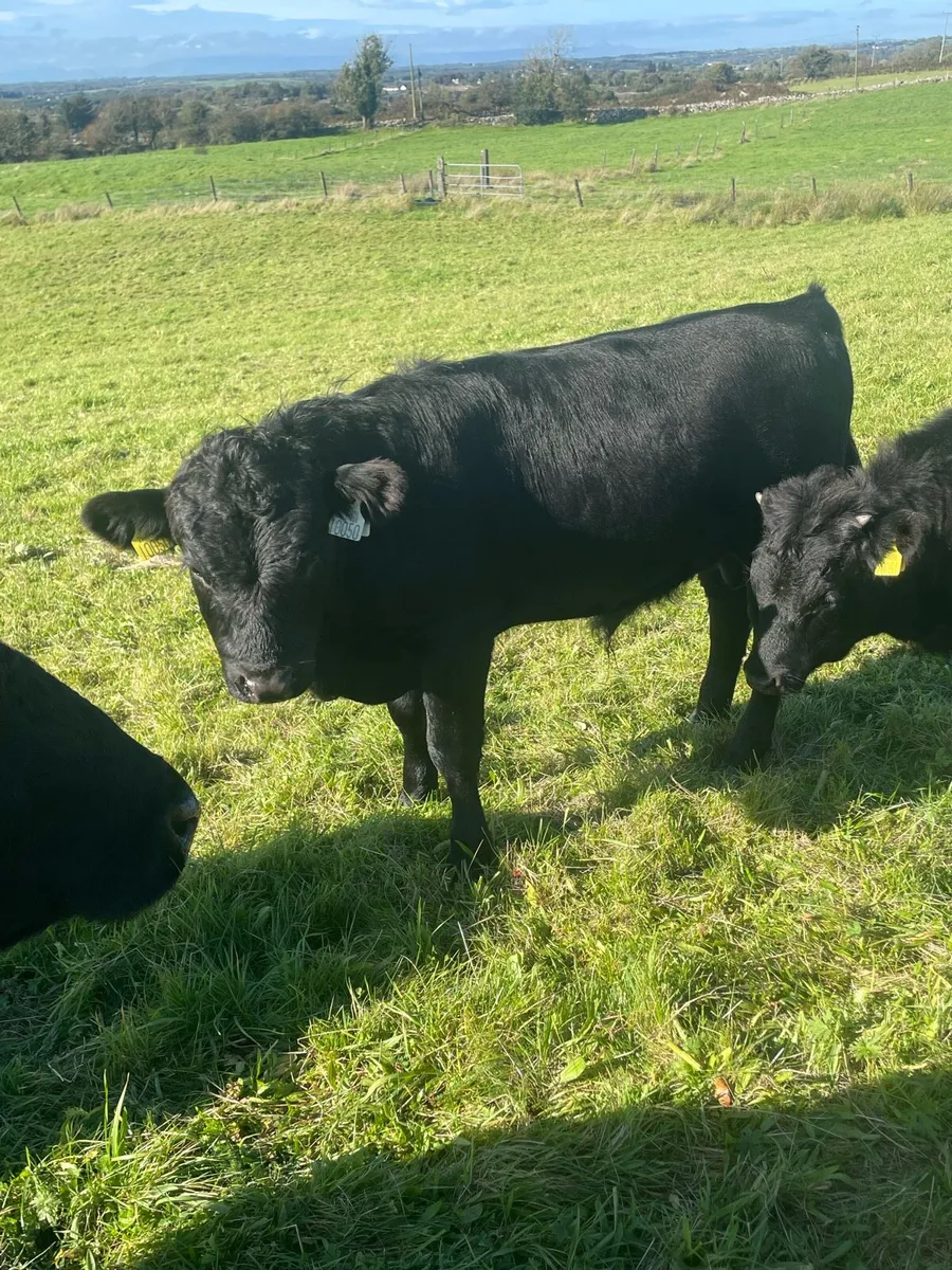 Dexter calves - Image 4