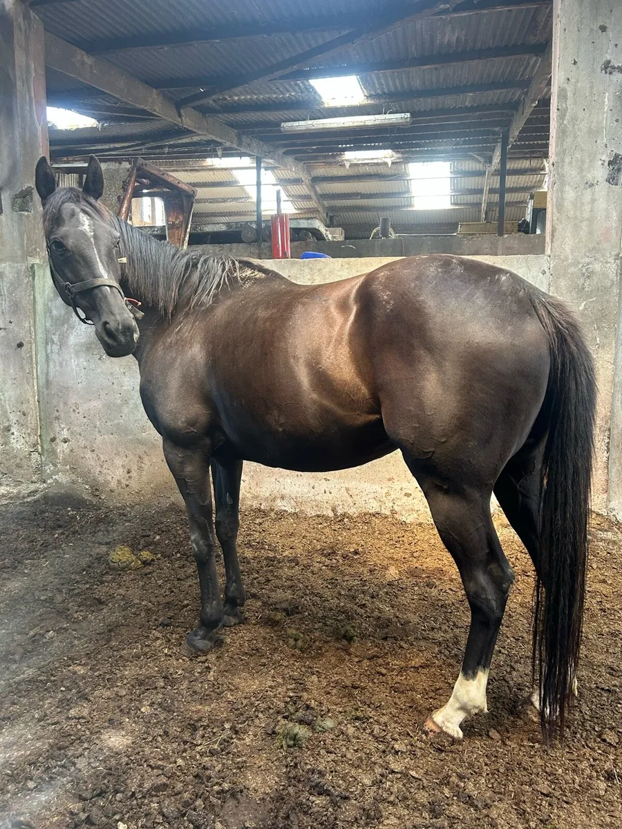 Tb Mare Infoal - Image 1