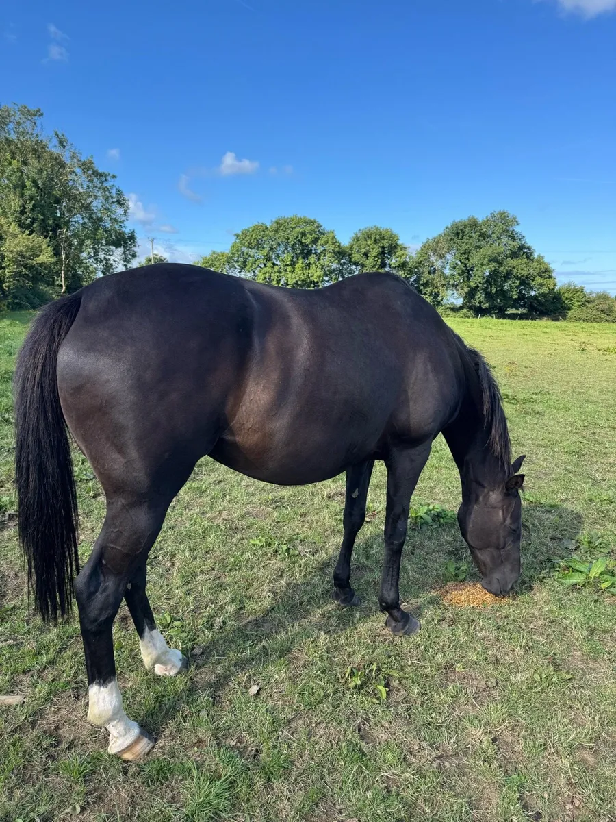 Tb Mare Infoal - Image 2