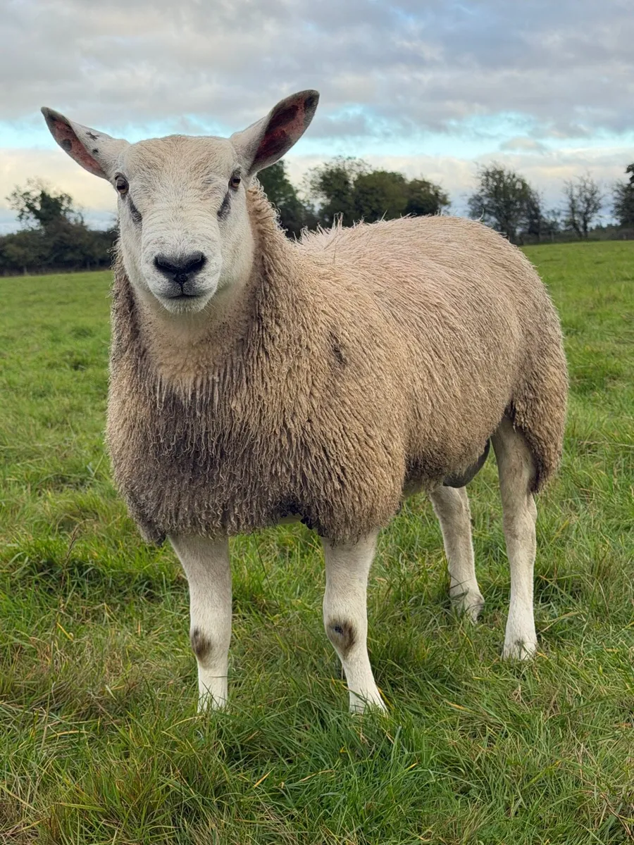 🌟 Aberfield Ram Lambs 🌟 - Image 1