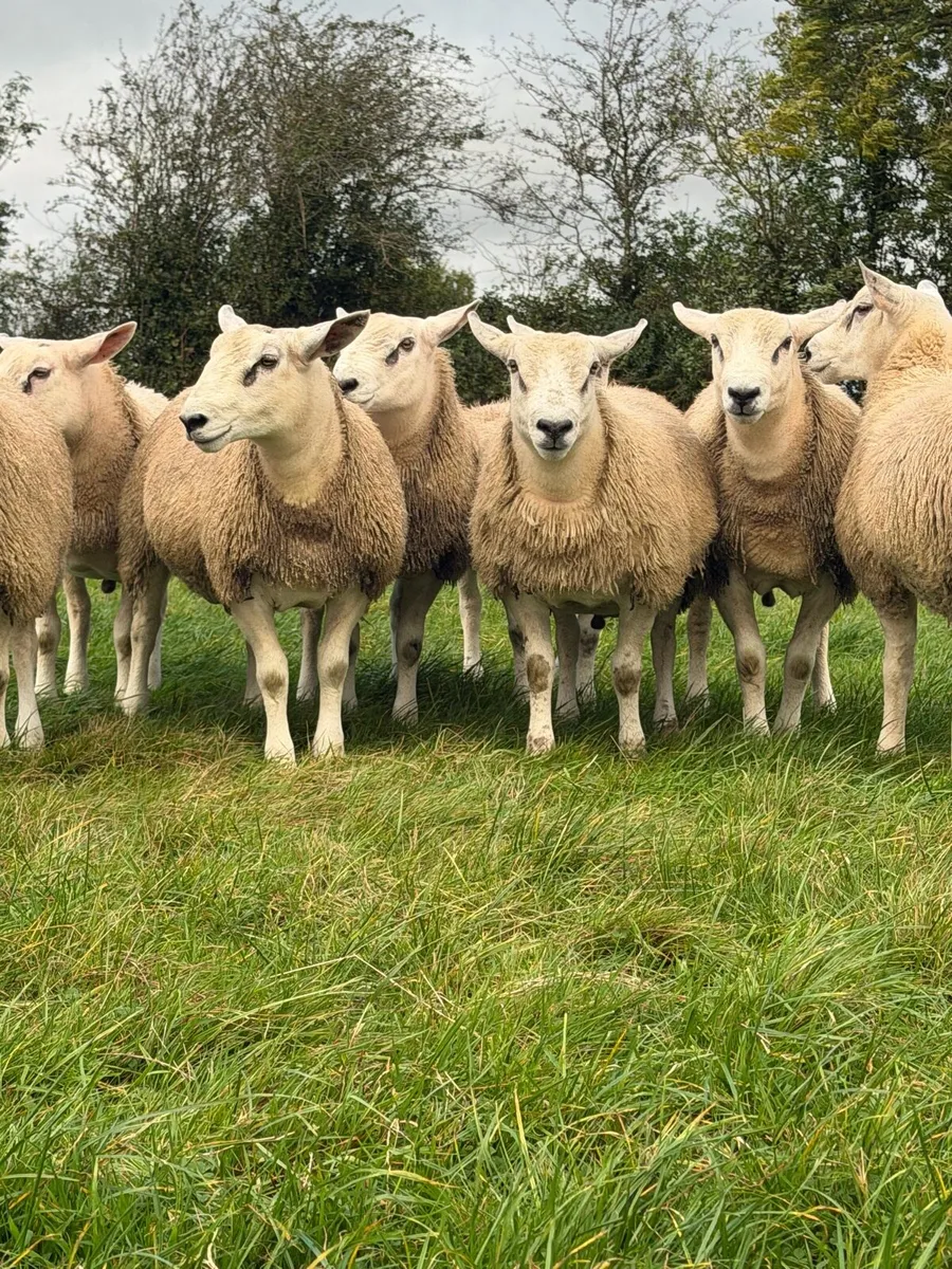 🌟 Aberfield Ram Lambs 🌟 - Image 4
