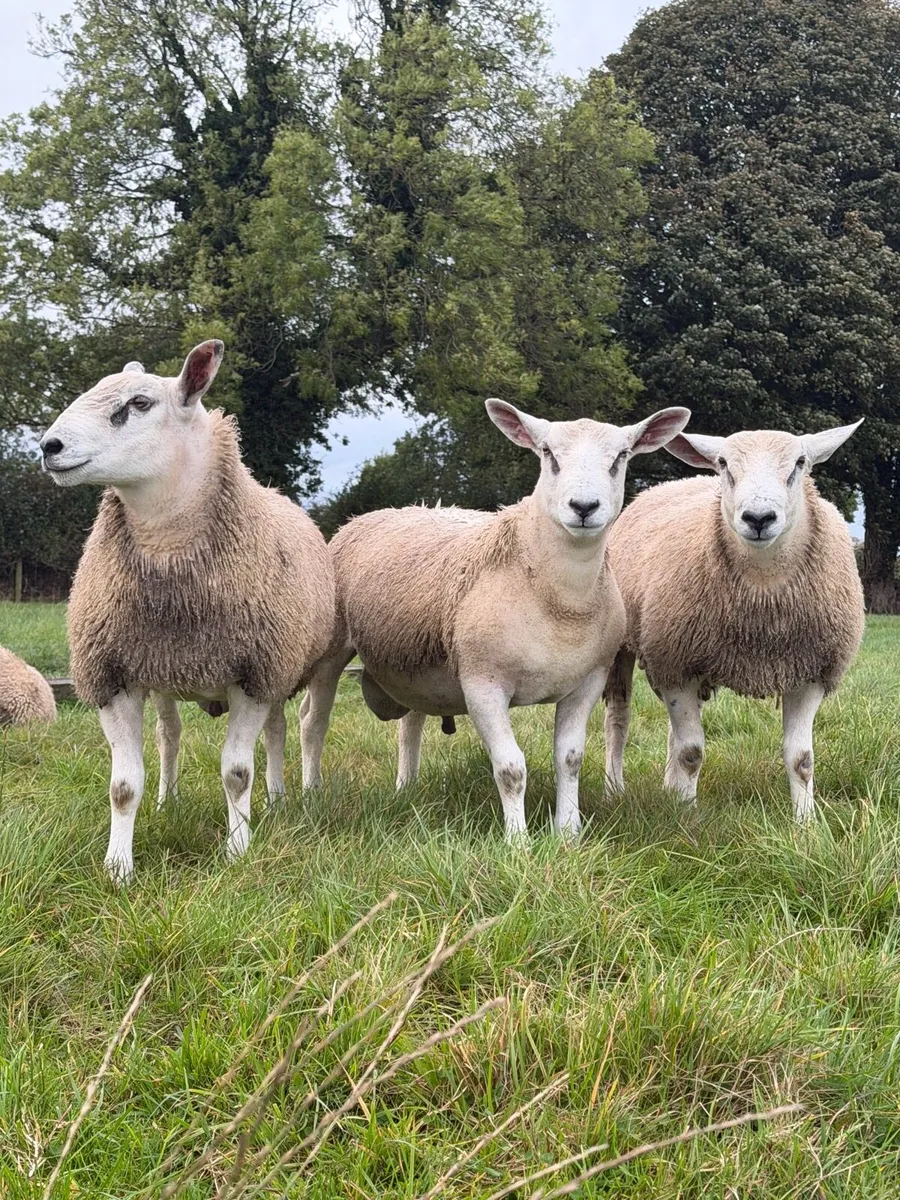 🌟 Aberfield Ram Lambs 🌟 - Image 2