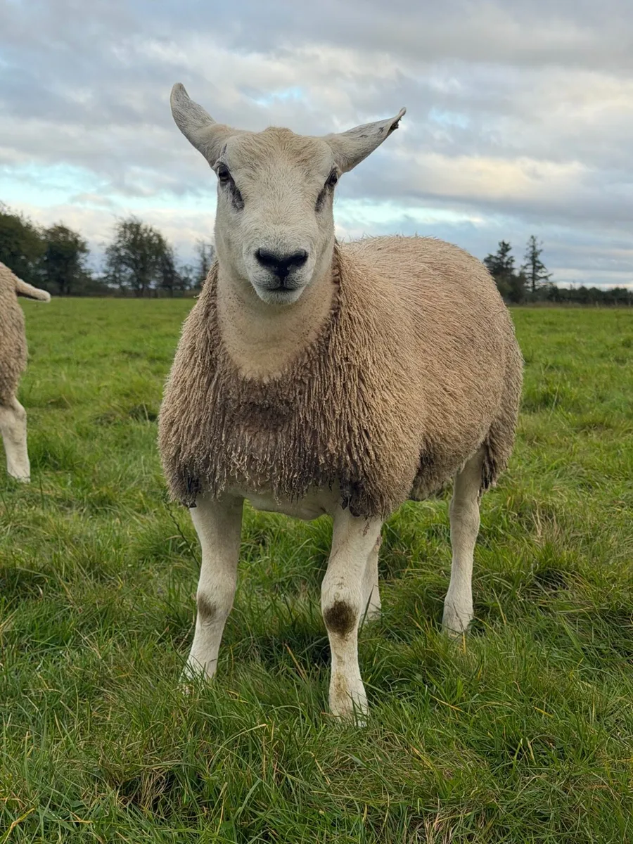 🌟 Aberfield Ram Lambs 🌟 - Image 3