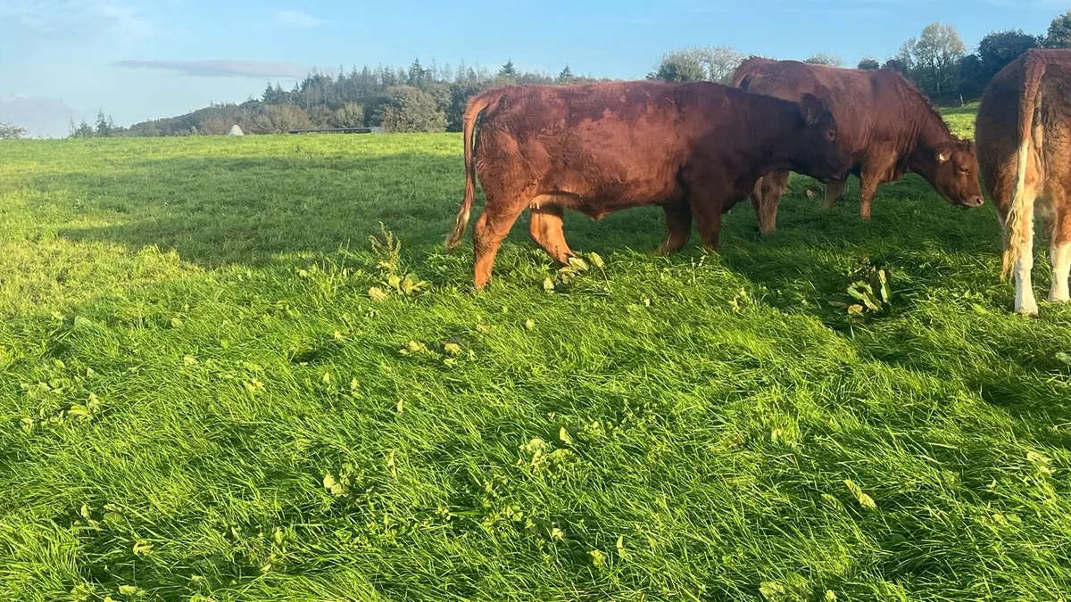 In calf heifers - Image 2