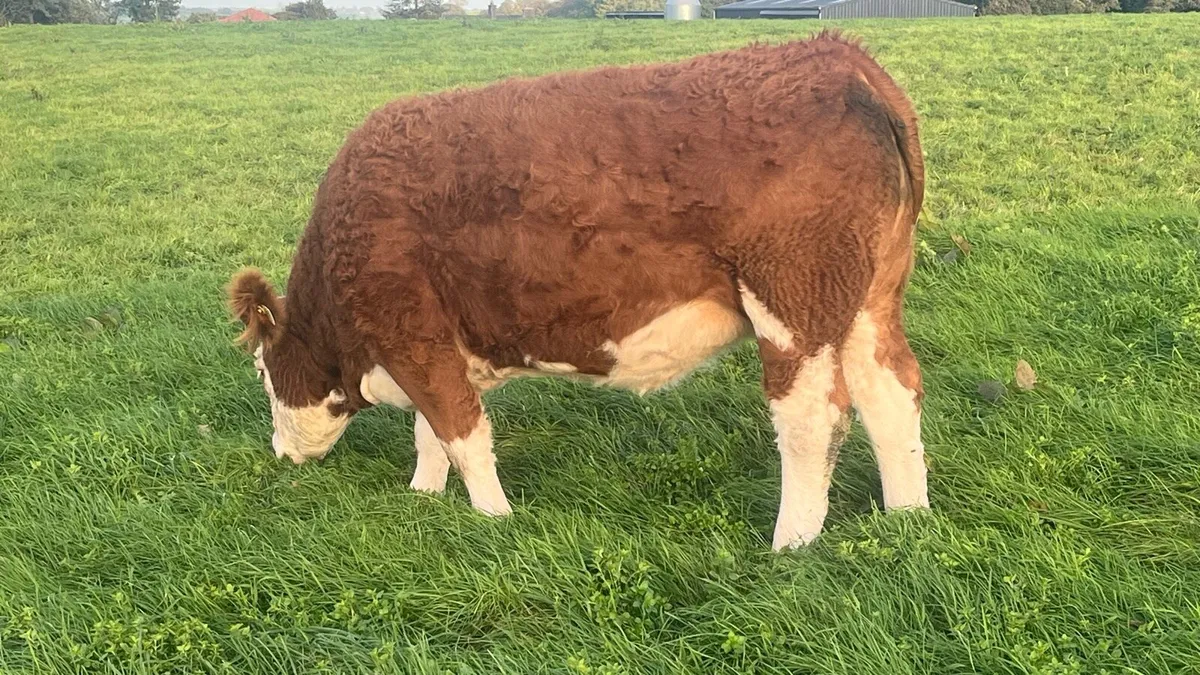 In calf heifers - Image 3