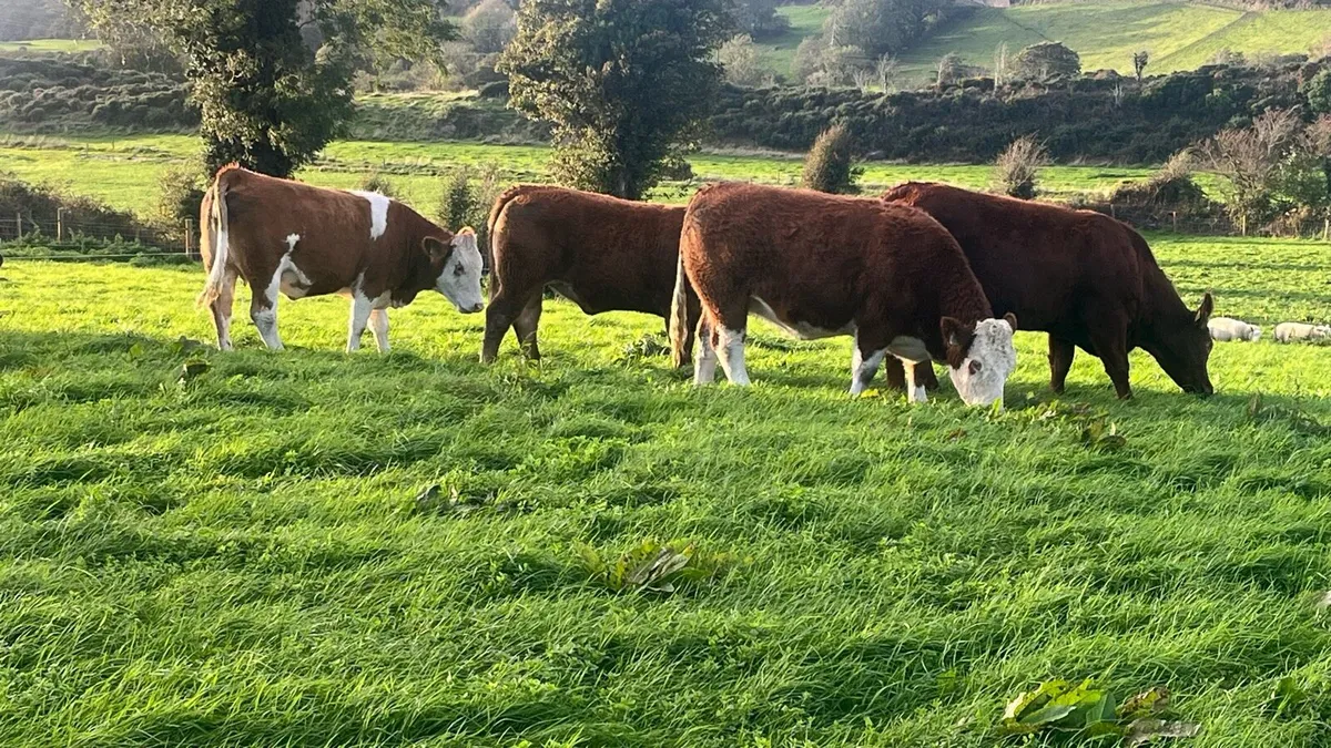 In calf heifers - Image 1