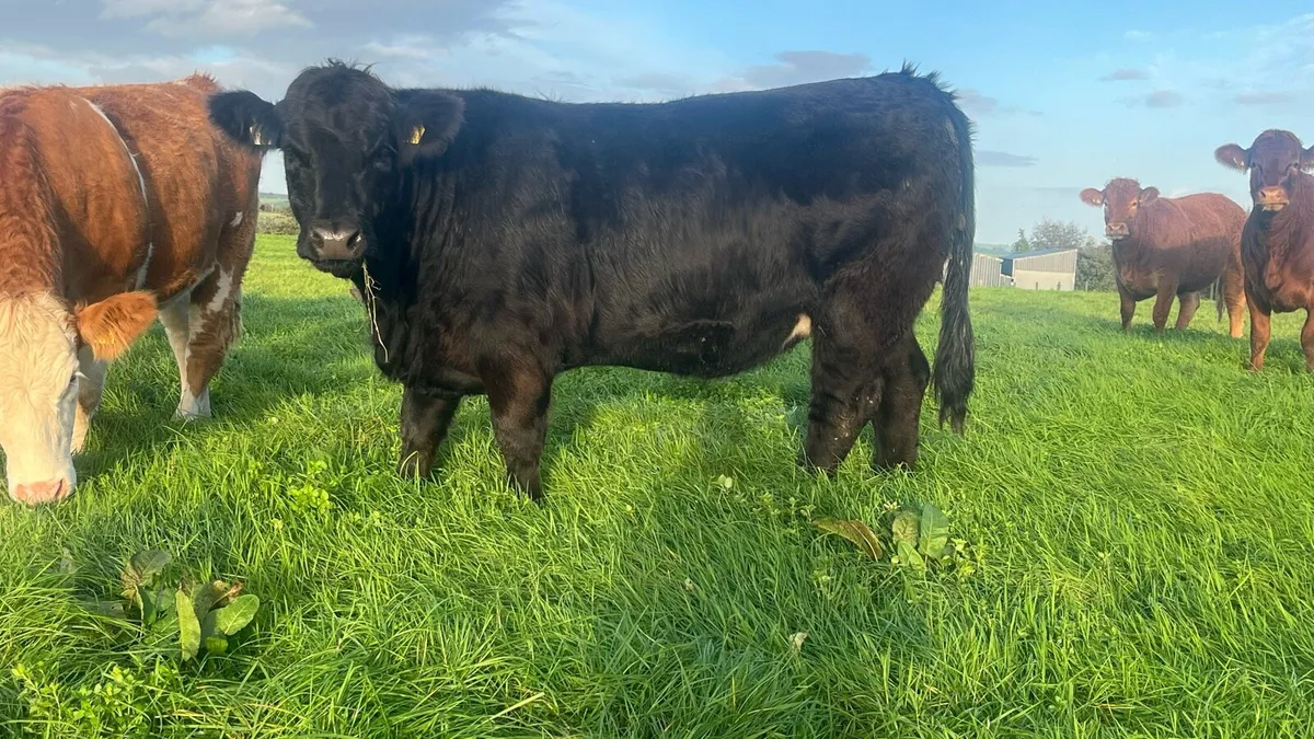 In calf heifers - Image 4