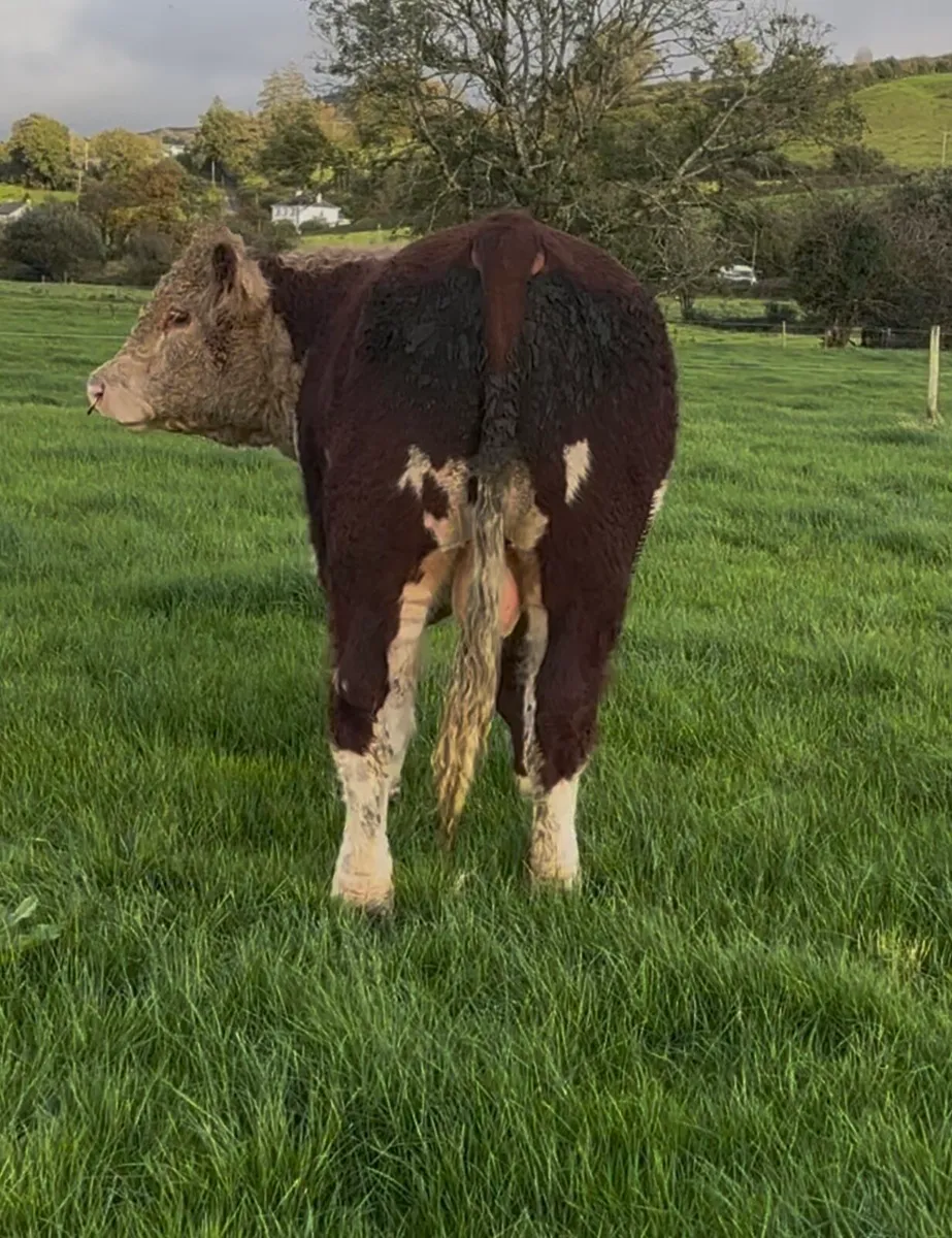 Hereford Bull - Image 2