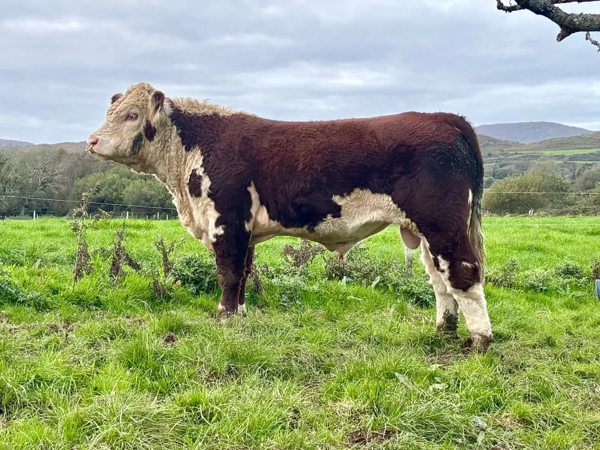 Hereford Bull - Image 1