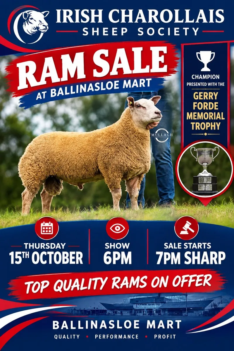 Charollais ram sale @Ballinasloe Mart