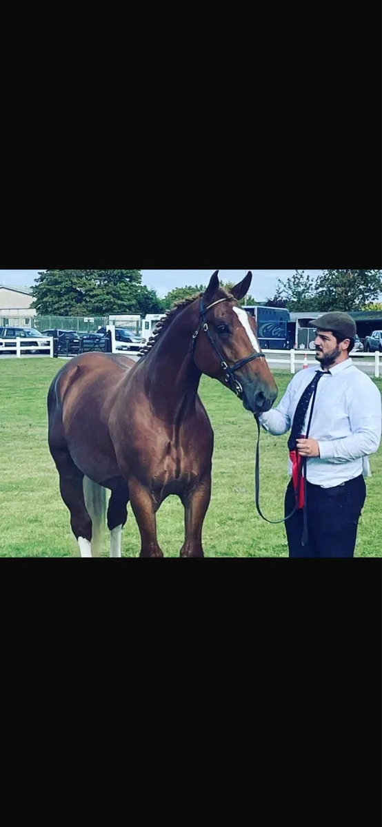 Tb Mare Infoal - Image 4