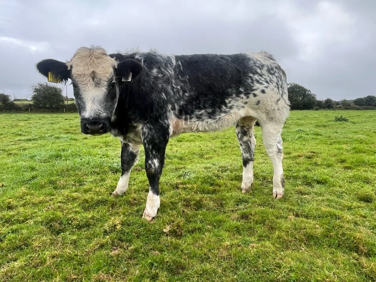 BBX Weanlings Headford Mart 16th Oct - Image 2