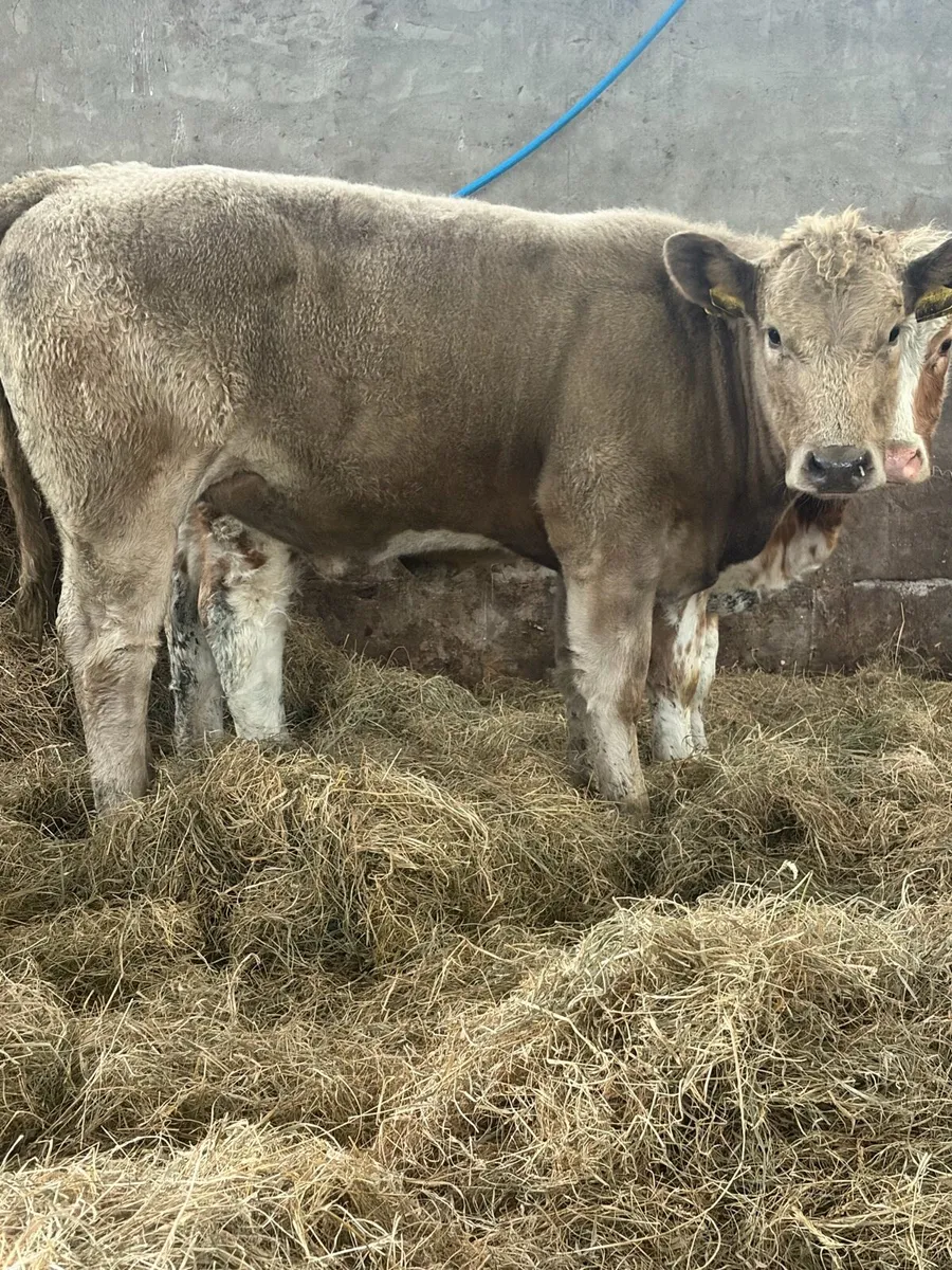 3 good value charlios and lim heifers - Image 2