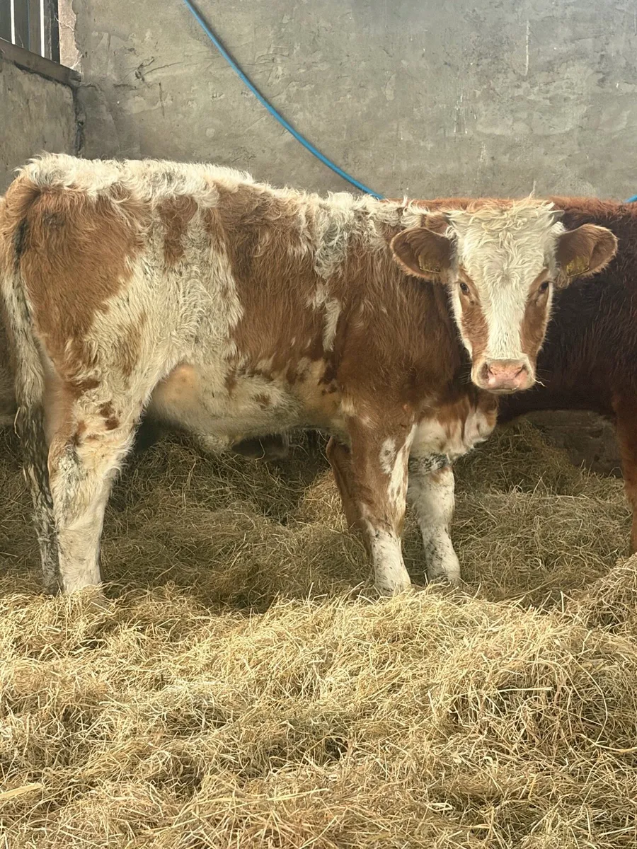 3 good value charlios and lim heifers - Image 1