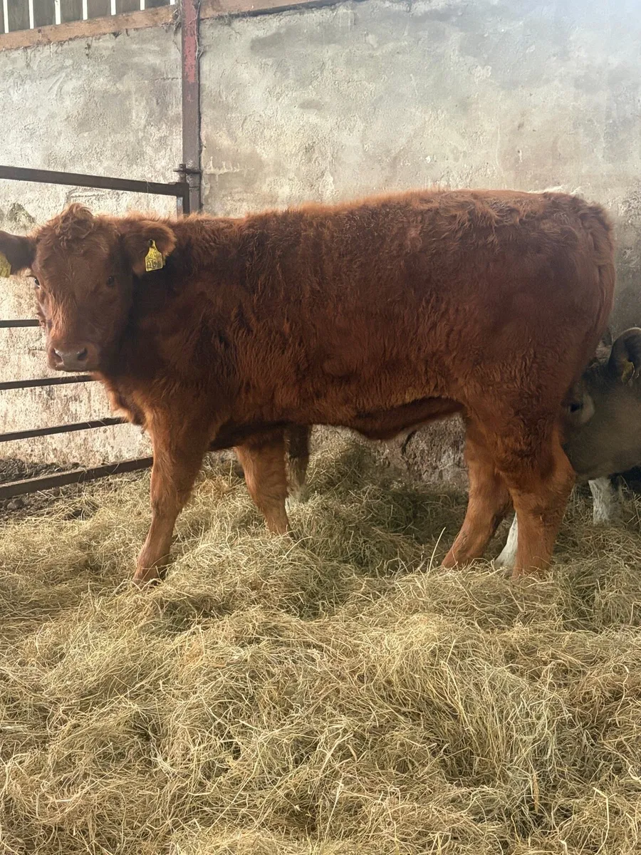 3 good value charlios and lim heifers - Image 3
