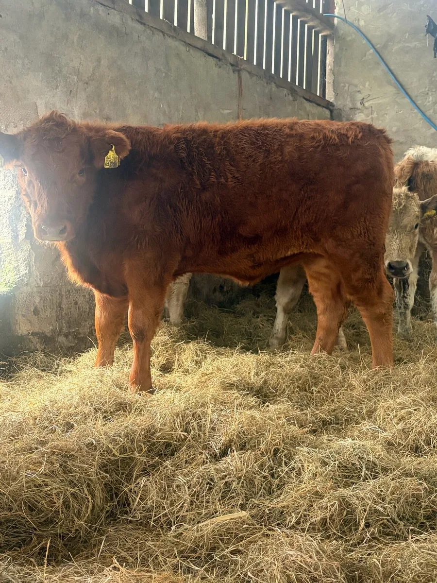 3 good value charlios and lim heifers - Image 4
