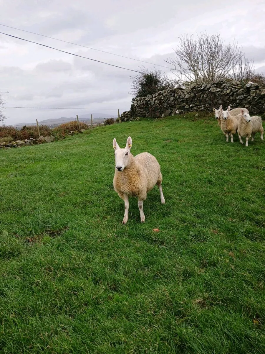 Border Leicester - Image 1