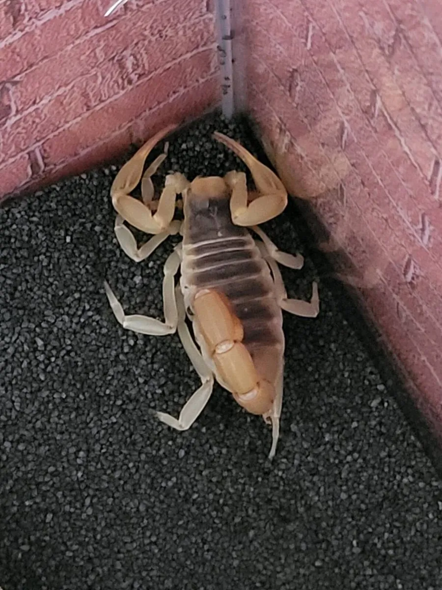 Scorpion - Image 2