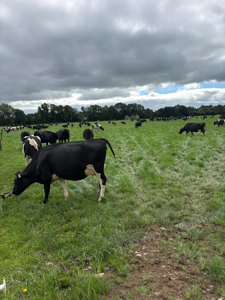 herd of cows