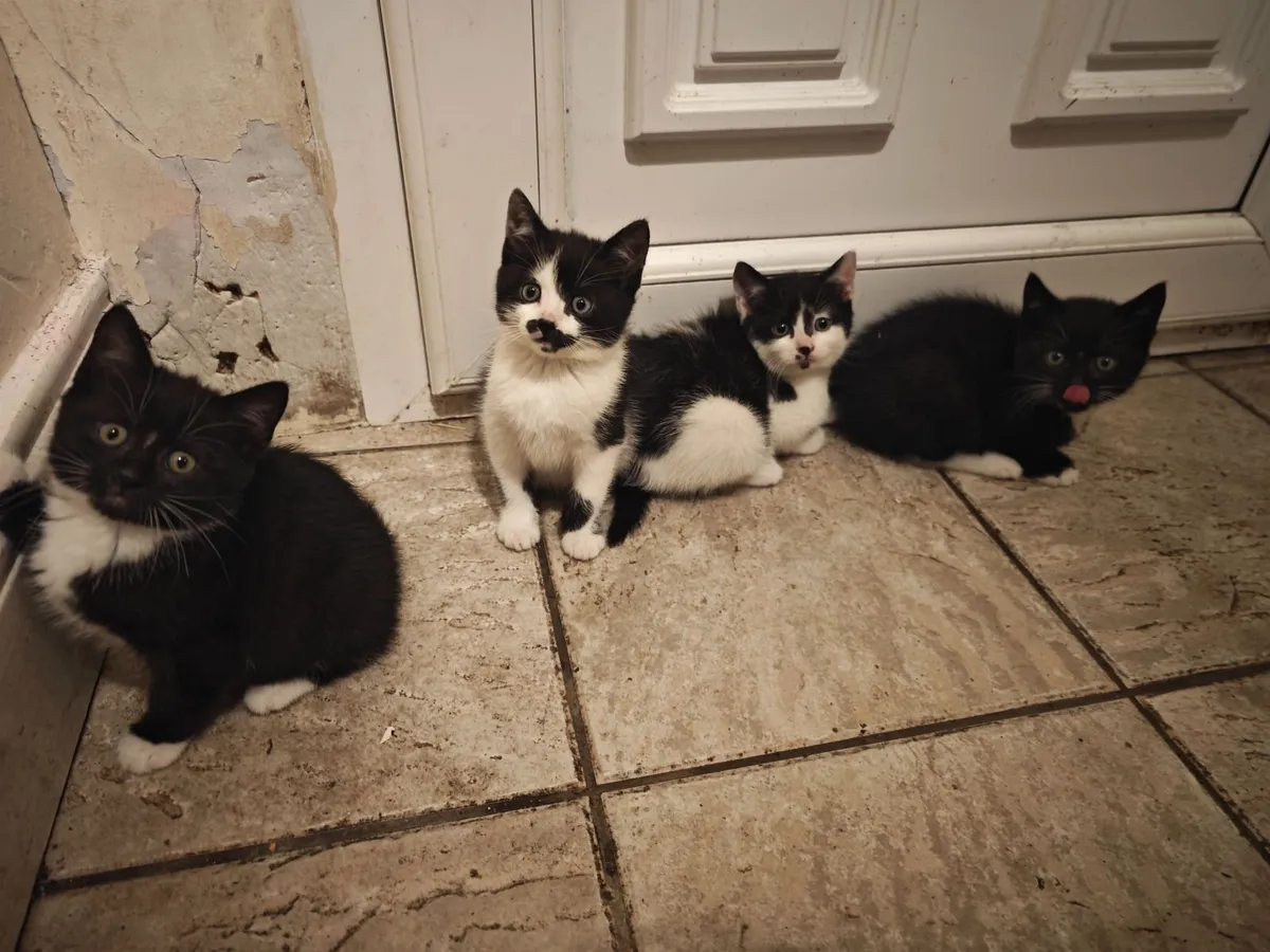 Kittens - Image 1