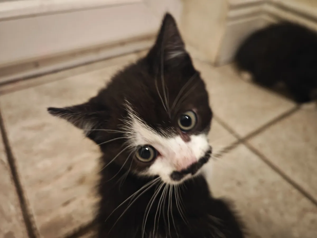 Kittens - Image 2