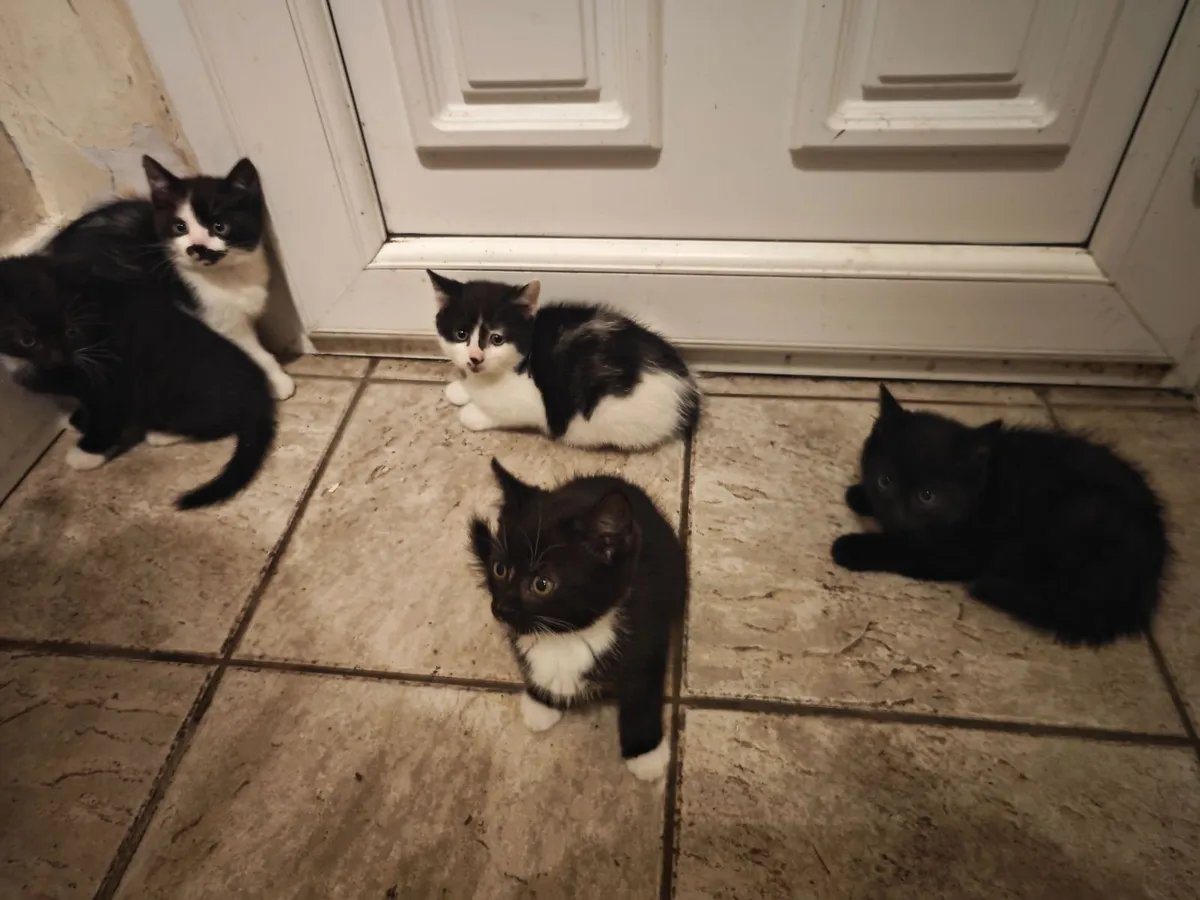 Kittens - Image 3