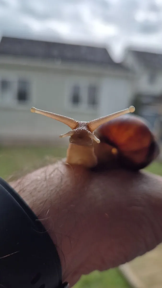 Giant African Land Snail Kit - Image 2