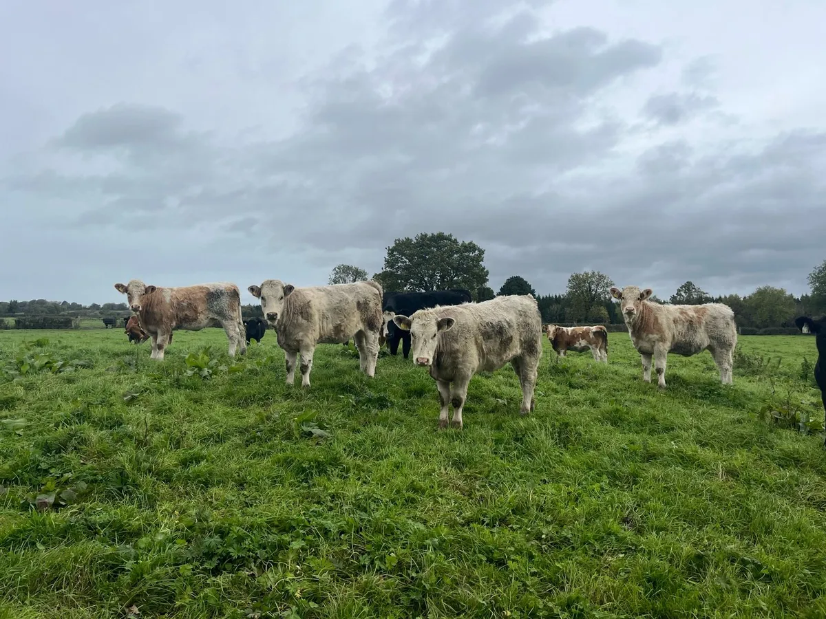 Suckler bred Weanling heifers - Image 3